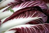 lavorazione radicchio